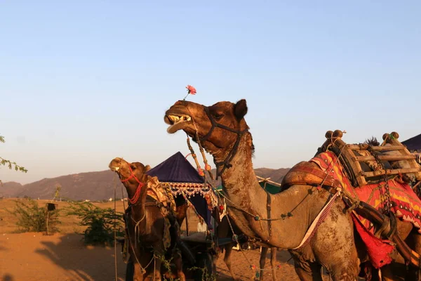 Equitazione in cammello nel deserto — Foto Stock