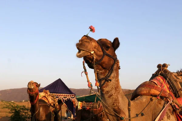 Camelo equitação no deserto — Fotografia de Stock