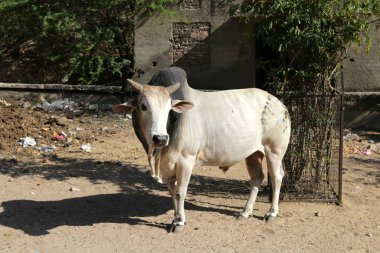 Hindistan'da sokak fotoğrafçılığı 