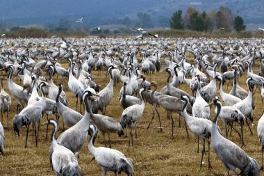 Bataklıkta Vinçler 