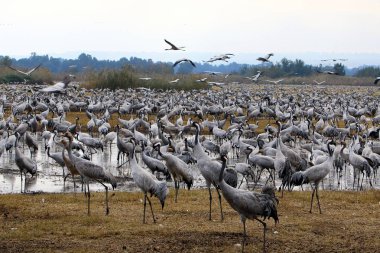Bataklıkta Vinçler 