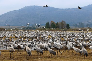 Bataklıkta Vinçler 