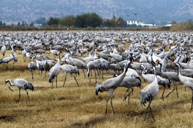 Bataklıkta Vinçler 