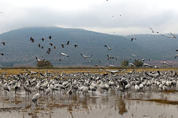 The cranes in the swamp — Stock Photo, Image