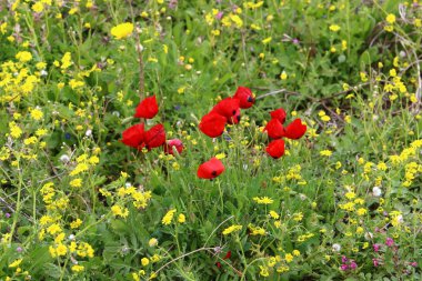 Bahar çiçekleri açıklıkta 