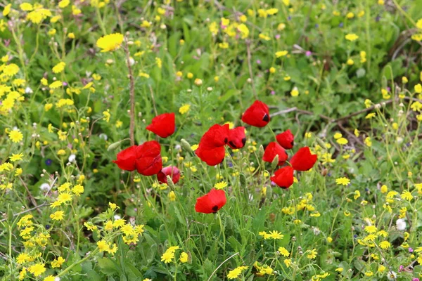 Flores de primavera en el claro — Foto de Stock