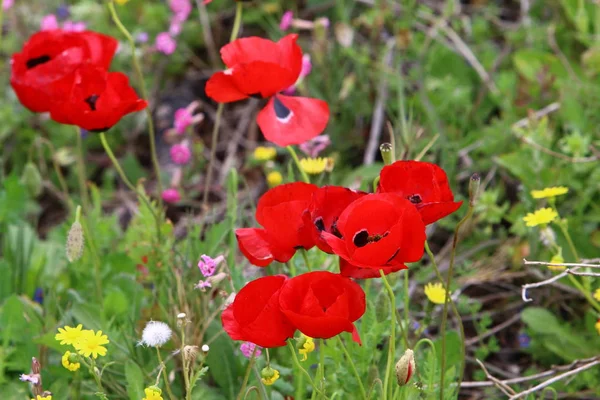 クリアの春の花 — ストック写真