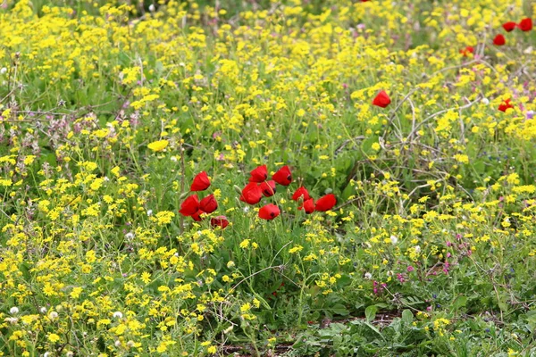 Flores de primavera en el claro — Foto de Stock