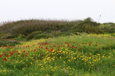 Bahar çiçekleri açıklıkta 