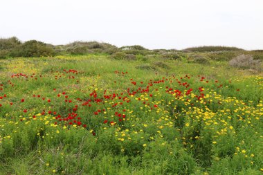 Bahar çiçekleri açıklıkta 