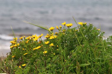Bahar çiçekleri açıklıkta 