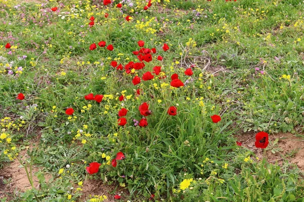 Весенние цветы на поляне — стоковое фото