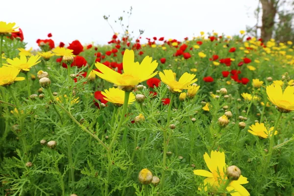 Vårblommor i clearing — Stockfoto