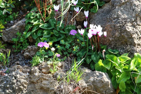 Flores de primavera en el claro — Foto de Stock