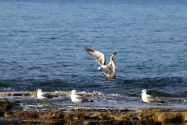 Чайки на берегу моря — стоковое фото