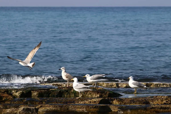 Gulls on the seashore — Stock Photo, Image