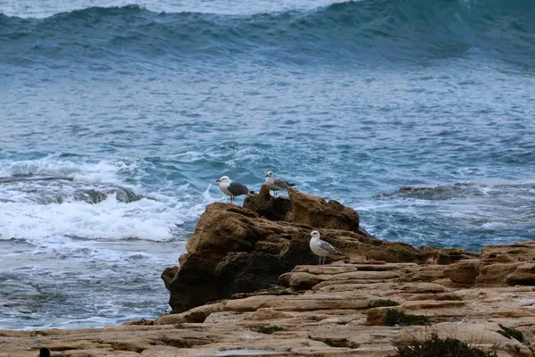 Gaviotas en la orilla del mar — Foto de Stock