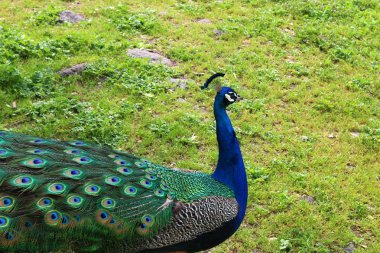 Bir tavuskuşu güzel kuyruğu 