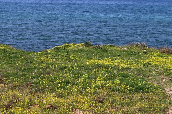 Primavera en Israel — Foto de Stock