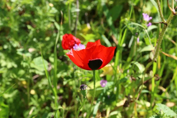 Primavera en Israel — Foto de Stock