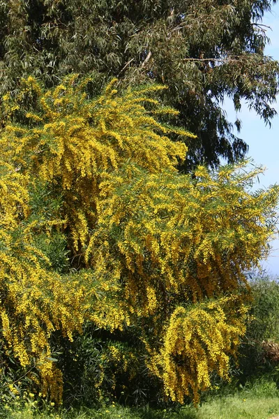 Primavera em israel — Fotografia de Stock