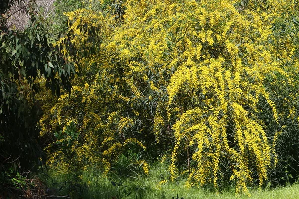 Spring in Israel — Stock Photo, Image