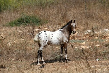 Evcil hayvan at nalı are 