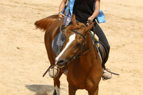 Los caballos son mascotas — Foto de Stock