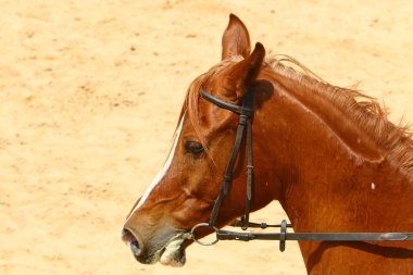 Evcil hayvan at nalı are 