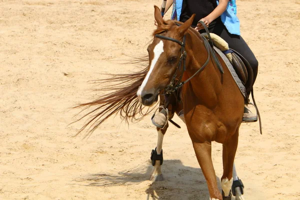 Horses are pets — Stock Photo, Image