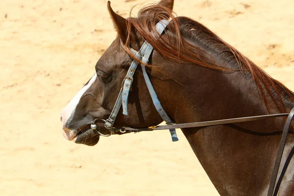 Cavalos são animais de estimação — Fotografia de Stock