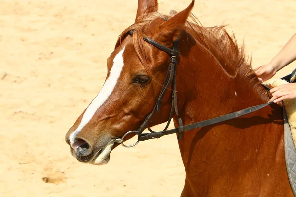 Los caballos son mascotas — Foto de Stock