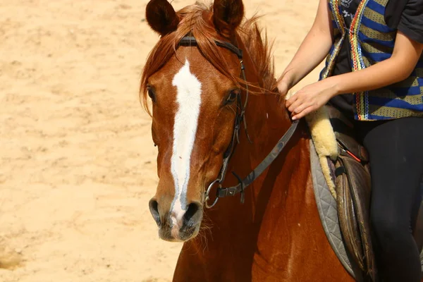 馬がペット — ストック写真