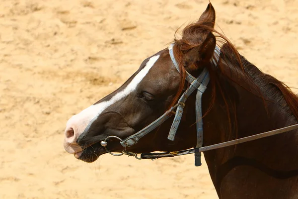 Los caballos son mascotas — Foto de Stock