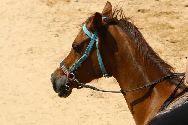 Cavalos são animais de estimação — Fotografia de Stock