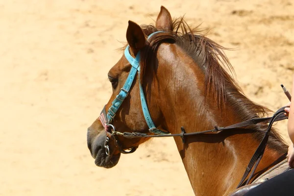 Cavalos são animais de estimação — Fotografia de Stock