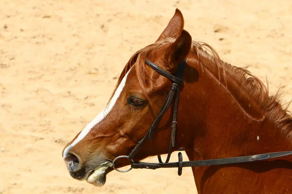 Koně jsou zvířata — Stock fotografie