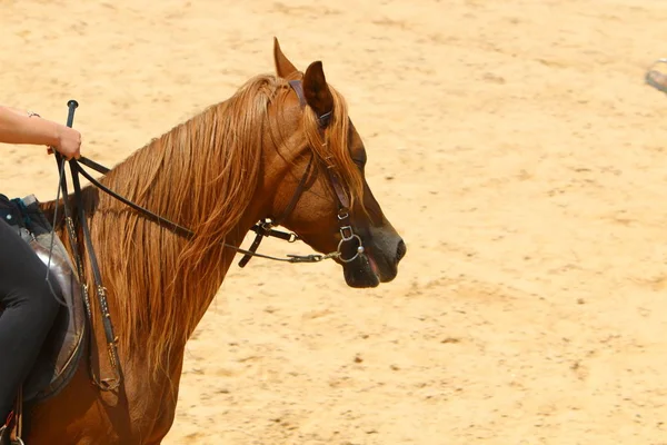 Les chevaux sont des animaux domestiques — Photo