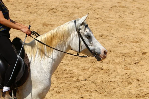 Cavalos são animais de estimação — Fotografia de Stock