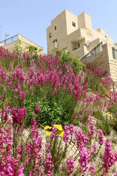 Ciudad blanca Jerusalén —  Fotos de Stock