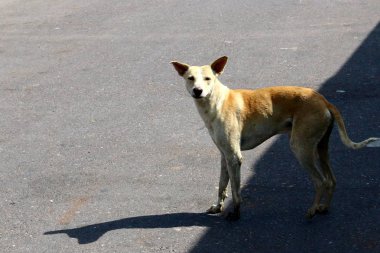 Bir köpek adam bir arkadaşım 
