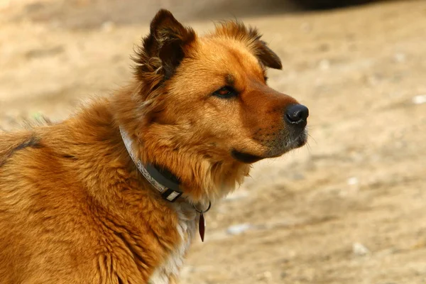 Un chien est un ami de l'homme — Photo