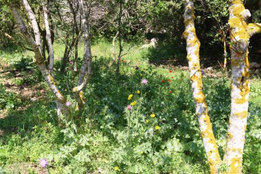 Doğa yaşam alanıdır 