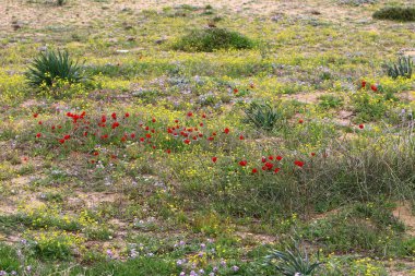 Doğa yaşam alanıdır 