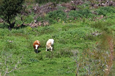 Doğa yaşam alanıdır 