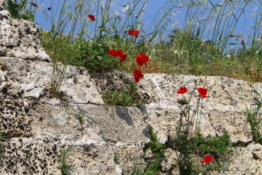 Doğa yaşam alanıdır 