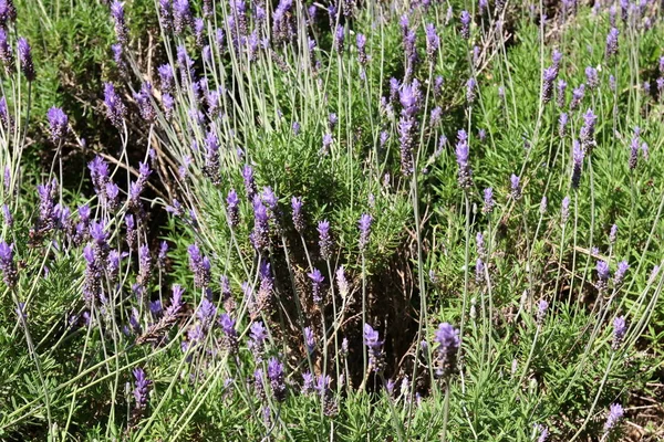 Die Natur ist der Lebensraum — Stockfoto