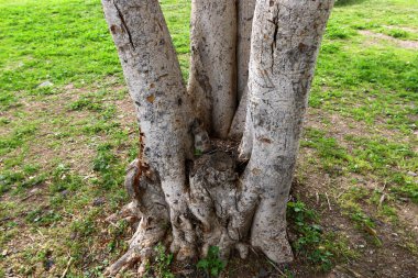 Doğa yaşam alanıdır 