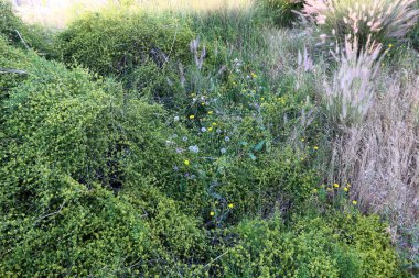 Doğa yaşam alanıdır 