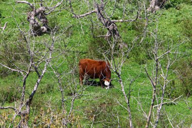 Doğa yaşam alanıdır 